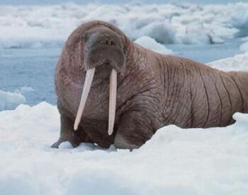 Walrus