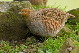 Partridge