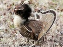 Ruffed Grouse[4]