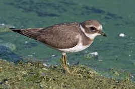 Plover