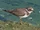 Plover.png