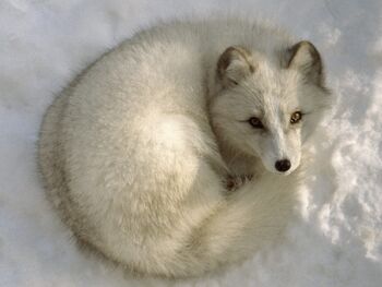 The Arctic Fox