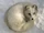 The Arctic Fox