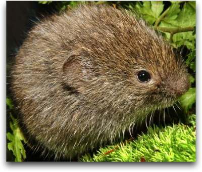 southern bog lemming