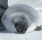 Hooded Seal pup