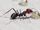 Ant.png