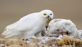 Snowy Owl 2