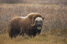 Musk Oxen