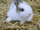 Bunny.png