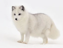 Arctic Fox 2