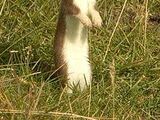 Stoat