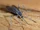 Mosquito.png