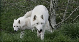 White wolves