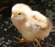 Chick.png (72 KB) Chick (young chicken)