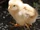 Chick.png