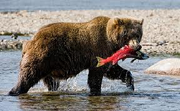 Brown-bear-catching-salmon