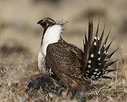 Sage Grouse[3]