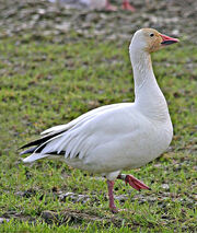 Snow Goose