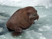 Young Walrus