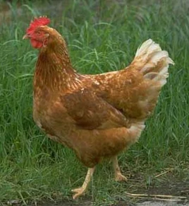 Chicken