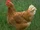 Chicken.png