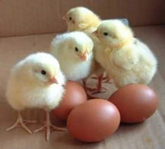 Eggs.png (64 KB) Chicks with eggs