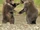 Bearcubsplaying.png