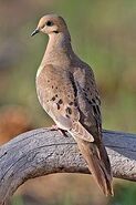 Mourning Dove[5]