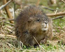 Muskrat