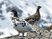 Rock Ptarmigan[2]