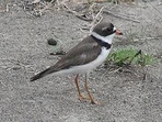 Semiplamated Plover[3]