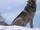 Wolf.png