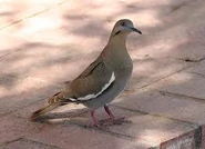 White-Winged Dove[7]