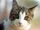 Cat.jpg