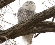 Snowy Owl