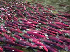 Salmon.png (163 KB) Salmon Migration