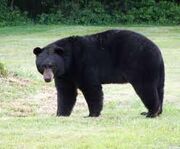 Black Bear.jpg