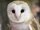 Barnowl.png