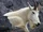 Mountain Goat.png