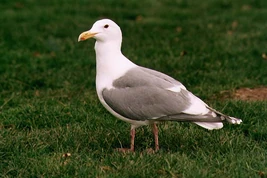Seagull