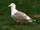 Seagull.jpg