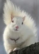 White Squirrel