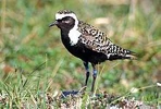 American Golden Plover[1]