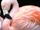 Flamingo.jpg