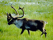 Caribou.jpg