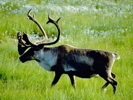 Caribou