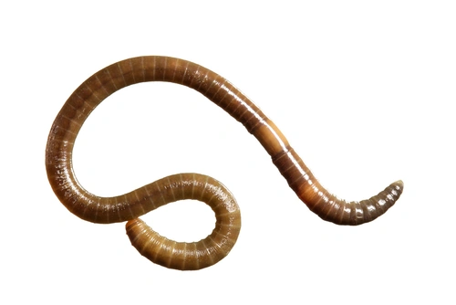 Green Jumping Worm (Amynthas corticis) | Segmented Worms Wiki | Fandom