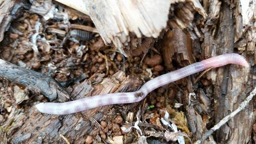 Oregon Giant Earthworm (Driloleirus macelfreshi)