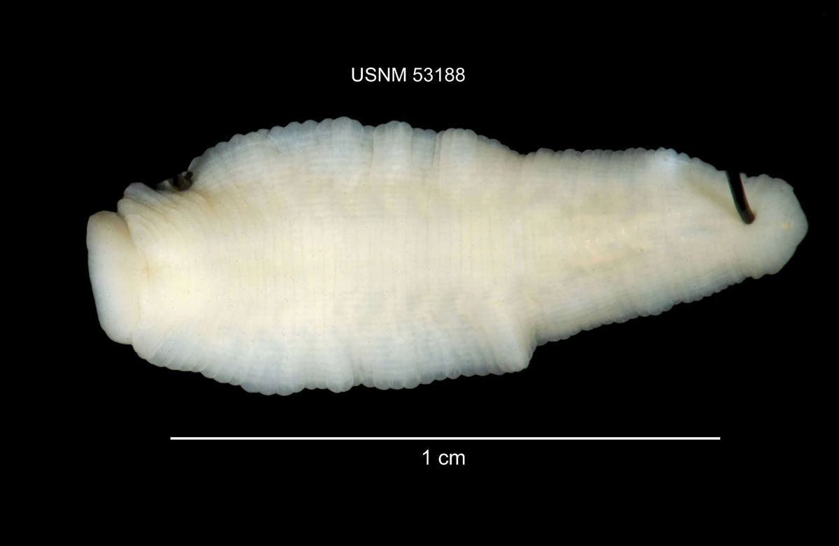 Genus Desserobdella Segmented Worms Wiki Fandom