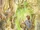Sylvebarbe (Chapitre)